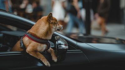 Auch für diesen Hund gibt es eine geeignete Sicherung. - Foto: unsplash.com Auch für diesen Hund gibt es eine geeignete Sicherung. - Foto: unsplash.com